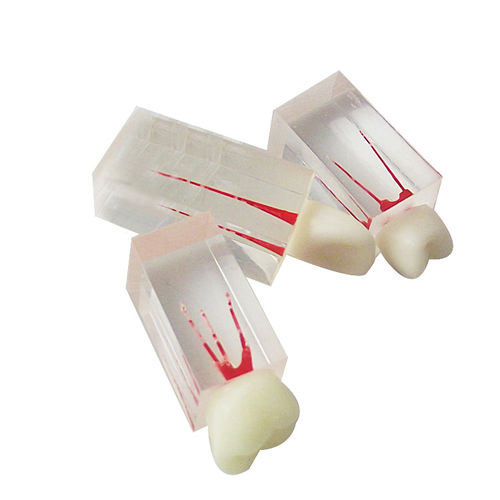 Modelo anatómico de dientes - UM-LS7 - Tangshan UMG Medical Instrument - de médula espinal / de canal radicular / de resina