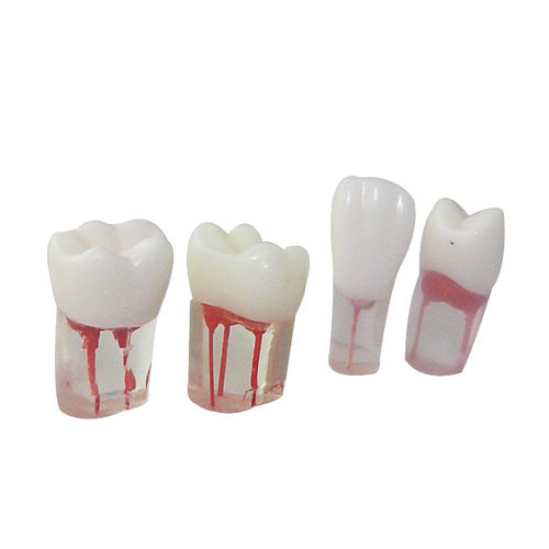 Modelo anatómico de canal radicular - UM-LS12 - Tangshan UMG Medical Instrument - de dientes / transparente