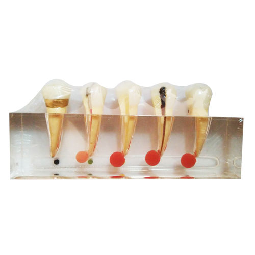 Modelo anatómico de dientes - UM-L3A - Tangshan UMG Medical Instrument - de canal radicular / para odontología / para cuidados clínicos