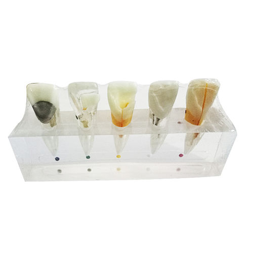 Modelo anatómico de dientes - UM-L3B - Tangshan UMG Medical Instrument - de canal radicular / para odontología / de resina