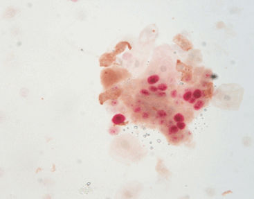 Kit de reactivos solución de coloración - SD9001 - Celnovte Biotechnology Co., Ltd. - anticuerpos / colorante / para la investigación