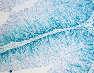 Kit de reactivos colorante - SD8005 - Celnovte Biotechnology Co., Ltd. - de tejidos / para inmunohistoquímica