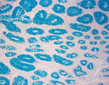 Kit de reactivos colorante - Celnovte Biotechnology Co., Ltd. - colorante / para histologia / líquido