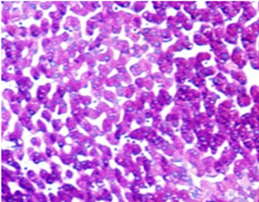 Kit de reactivos colorante - PAS - Celnovte Biotechnology Co., Ltd. - para histologia / líquido