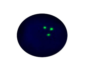 Kit de prueba de fiebre tifoidea - CF1020 - Celnovte Biotechnology Co., Ltd. - para la investigación / de cáncer de vejiga / de oncología