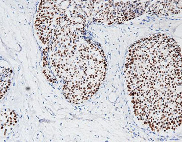 Reactivo anticuerpo monoclonal - CPM-0365 - Celnovte Biotechnology Co., Ltd. - anticuerpo policlonal / para la investigación / de tejidos