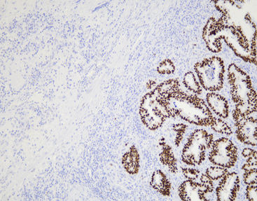 Reactivo anticuerpo monoclonal - CPM-0141 - Celnovte Biotechnology Co., Ltd. - anticuerpo policlonal / para la investigación / de tejidos