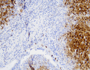 Reactivo anticuerpo monoclonal - CSM-0121 - Celnovte Biotechnology Co., Ltd. - anticuerpo policlonal / para la investigación / de tejidos