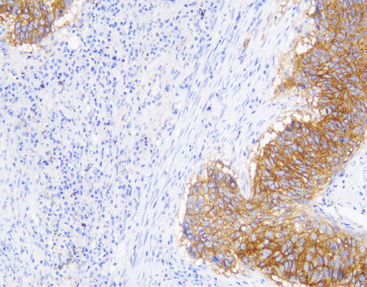 Reactivo solución de coloración - CEM-0033 - Celnovte Biotechnology Co., Ltd. - colorante / factor de crecimiento / clínico