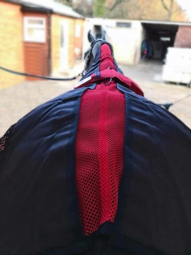 Unidad de magnetoterapia para équidos - Activo-Med - FMBs - ponible