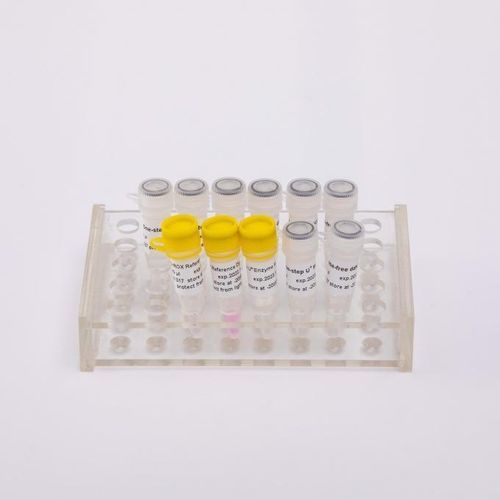 Reactivo polimerasa Taq - V5001 - Guangzhou Dongsheng Biotech Co., Ltd. - retrotranscriptasa / para la investigación / de RT-qPCR