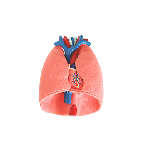 Modelo anatómico de corazón - RS 01 - MeiWo Science - de pulmón / de formación / hidrogel