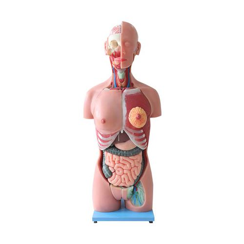 Modelo anatómico tronco - DS 03 - MeiWo Science - de formación / hidrogel / con musculatura