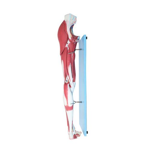 Modelo anatómico miembros inferiores - LS 03 - MeiWo Science - de formación / hidrogel / con musculatura