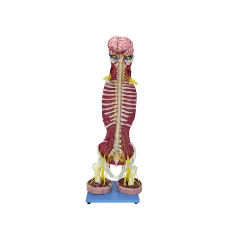 Modelo anatómico raquídeo - NS 01 - MeiWo Science - de médula espinal / de formación / hidrogel