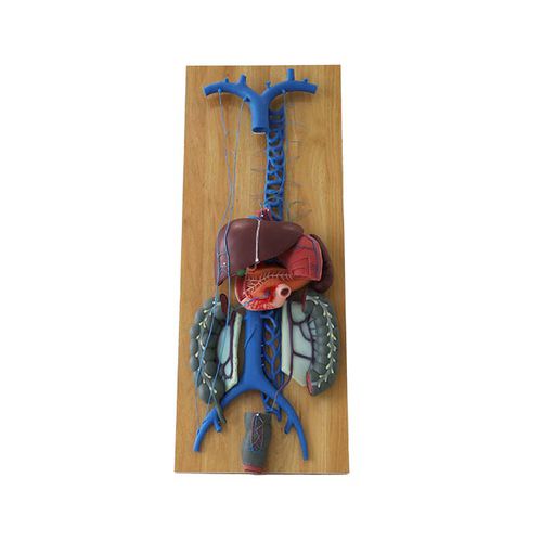 Modelo anatómico de vena - CS 08 - MeiWo Science - de formación / hidrogel / con nervios