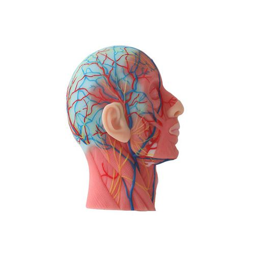 Modelo anatómico de cabeza - CS 09 - MeiWo Science - de formación / hidrogel / con musculatura