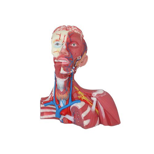 Modelo anatómico de vena cava - CS 12 - MeiWo Science - de formación / hidrogel / con musculatura