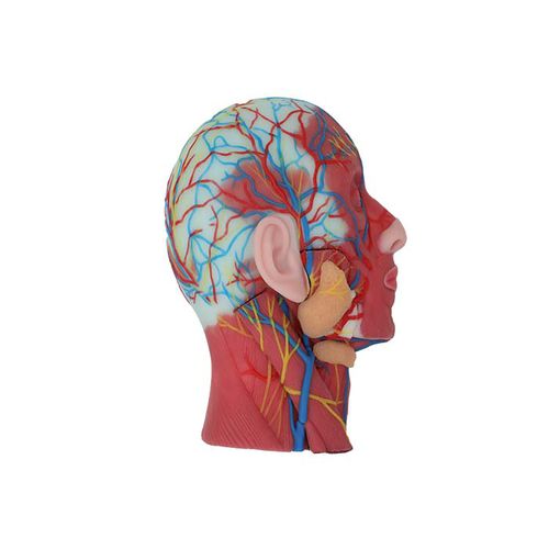 Modelo anatómico de cabeza - CS 13 - MeiWo Science - de cuello / de formación / hidrogel