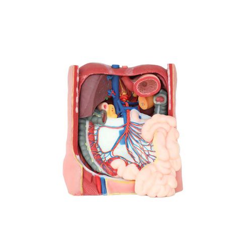 Modelo anatómico de abdomen - DS 07 - MeiWo Science - de formación / hidrogel / con nervios