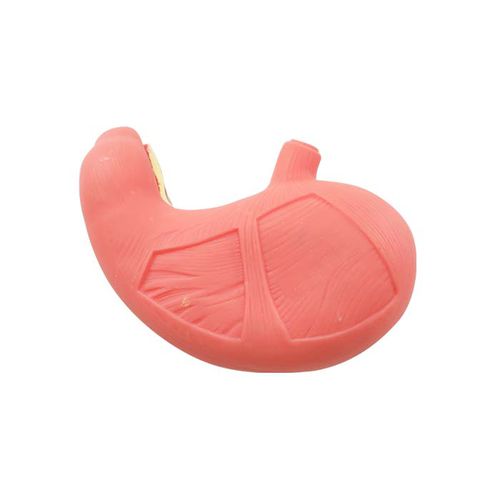 Modelo anatómico gástrico - DS 08 - MeiWo Science - de formación / hidrogel / con musculatura