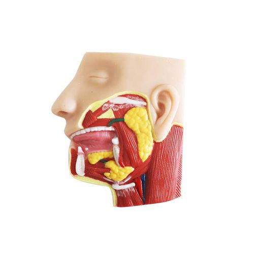 Modelo anatómico facial - ES 02 - MeiWo Science - de formación / hidrogel / con musculatura
