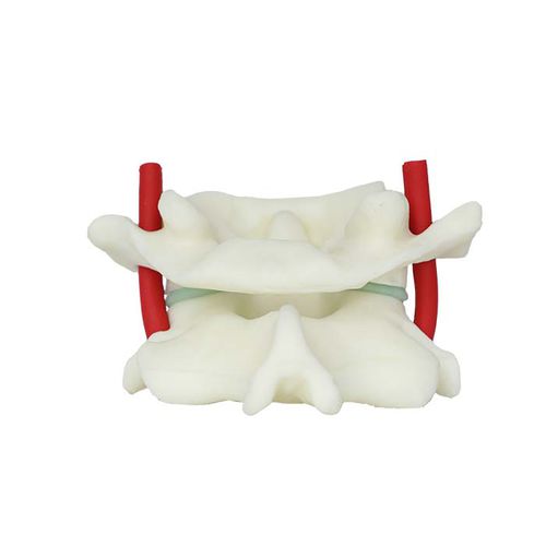 Modelo anatómico de vértebras - LS 04 - MeiWo Science - de formación / hidrogel / flexible