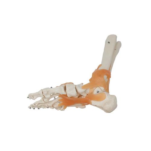 Modelo anatómico de articulación - LS 05 - MeiWo Science - de tobillo / de formación / hidrogel