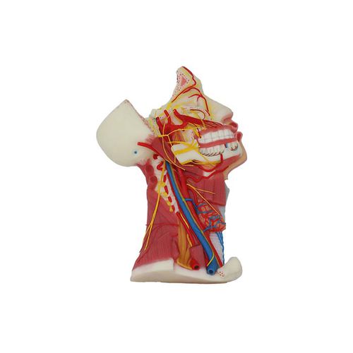 Modelo anatómico de nervio - NS 02 - MeiWo Science - craneal / de formación / de silicona