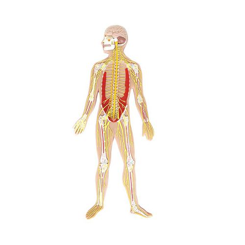 Modelo anatómico de cuerpo entero - NS 06 - MeiWo Science - de nervio / de formación / hidrogel