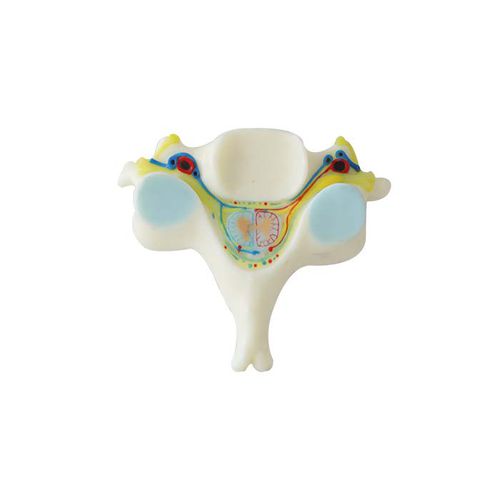 Modelo anatómico de vértebras - NS 09 - MeiWo Science - de formación / hidrogel / con nervios