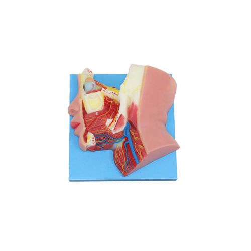 Modelo anatómico de cabeza - NS 13 - MeiWo Science - de nervio / de formación / hidrogel