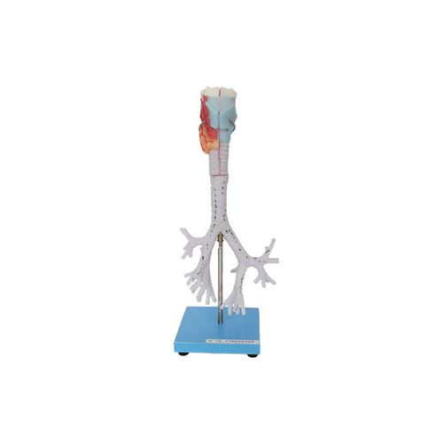 Modelo anatómico de laringe - RS 04 - MeiWo Science - de tráquea / bronquial / de formación
