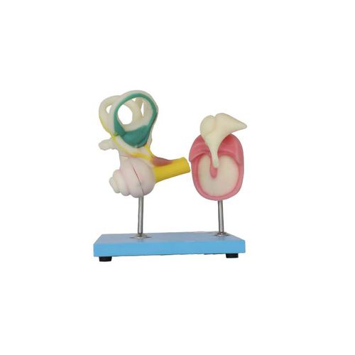Modelo anatómico de oído interno - SS 01 - MeiWo Science - de osículos / de formación / hidrogel