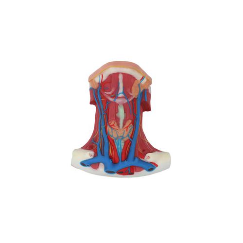 Modelo anatómico de arteria - TA 01 - MeiWo Science - de cuello / de formación / hidrogel