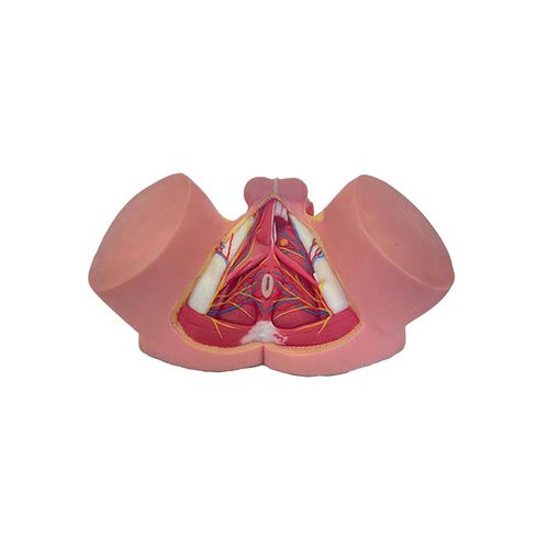modelo anatómico de pelvis - MeiWo Science