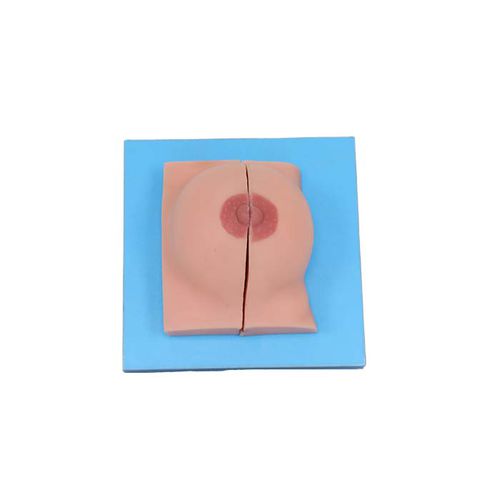 Modelo anatómico de mama - US 01 - MeiWo Science - de formación / femenino / hidrogel