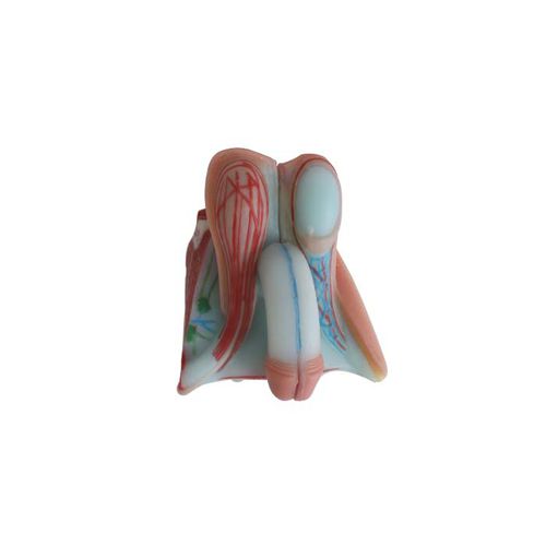 Modelo anatómico órgano genital masculino - US 05 - MeiWo Science - de formación / masculino / hidrogel