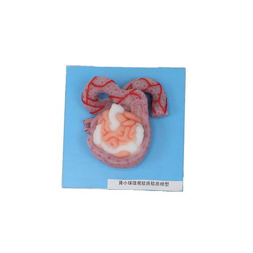 Modelo anatómico renal - US 09 - MeiWo Science - de formación / hidrogel / con nervios