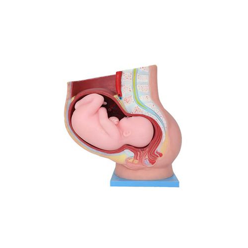Modelo anatómico pélvico - US 10 - MeiWo Science - de formación / femenino / hidrogel
