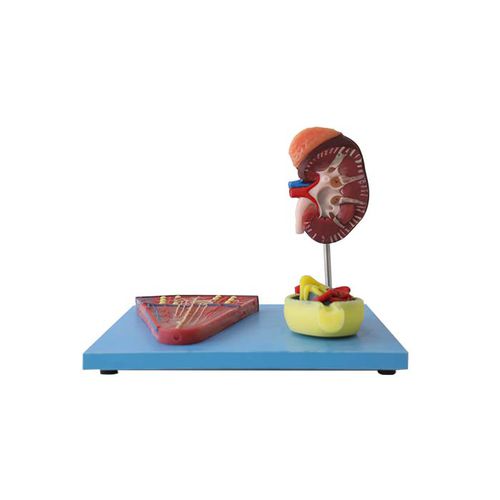 Modelo anatómico de riñón - US 11 - MeiWo Science - de formación / hidrogel / con nervios