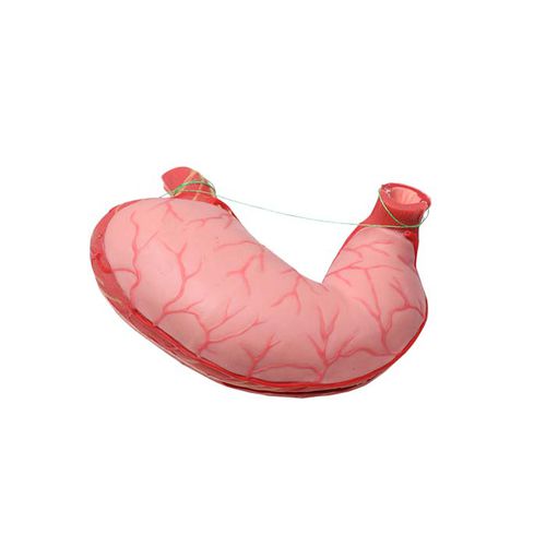 Modelo anatómico gástrico - DS 10 - MeiWo Science - de formación / hidrogel / con nervios