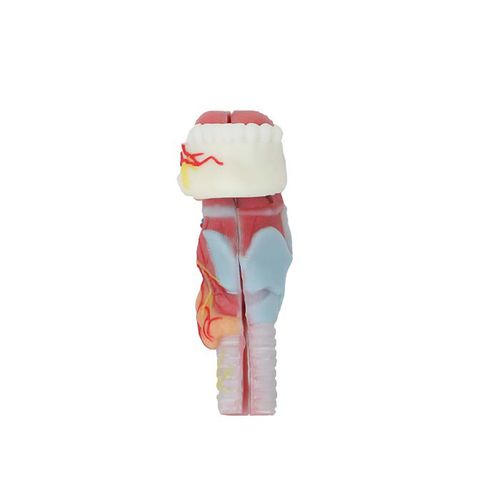 Modelo anatómico de dientes - DS 11 - MeiWo Science - de lengua / de laringe / de formación