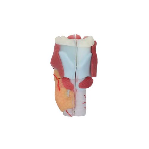 Modelo anatómico de laringe - RS 03 - MeiWo Science - de formación / hidrogel / con musculatura