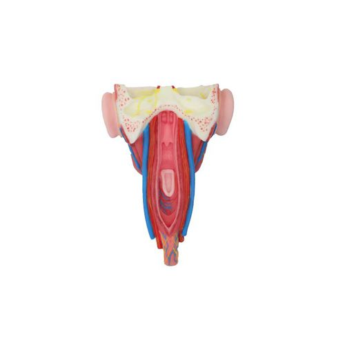 Modelo anatómico de cara - RS 05 - MeiWo Science - de faringe / de formación / hidrogel