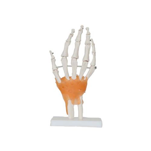 Modelo anatómico de articulación - LS 06 - MeiWo Science - de mano / de formación / hidrogel
