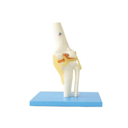 Modelo anatómico de articulación - LS 08 - MeiWo Science - de rodilla / de formación / hidrogel