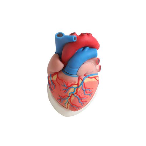 Modelo anatómico de corazón - CS 01 - MeiWo Science - de formación / hidrogel / con nervios