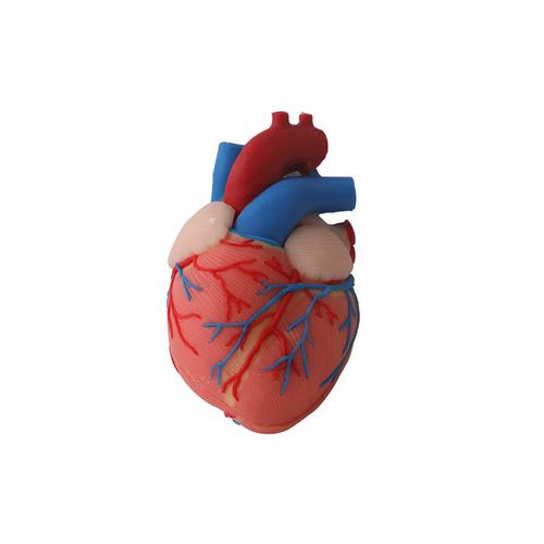 Modelo anatómico de corazón - CS 06 - MeiWo Science - de formación / hidrogel / con nervios