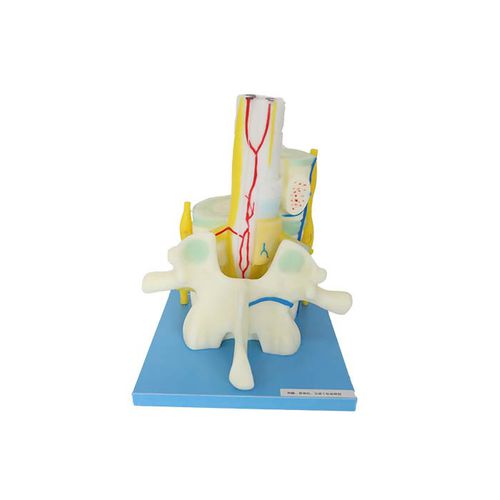 Modelo anatómico de vértebras - NS 10 - MeiWo Science - de médula espinal / de formación / hidrogel